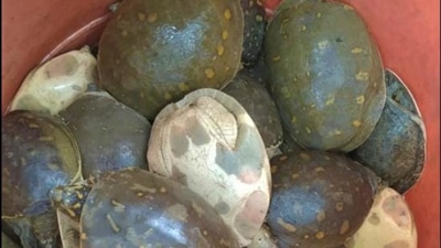 Turtles rescued by forest officials in Uttarakhand’s US Nagar. (HT PHOTO)