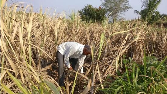 Niraj, sub-divisional magistrate of Naraingarh, said that the diversion order has been scrapped and the mill will function properly for the crushing season. (Representative image/REUTERS)