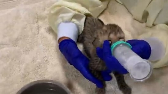 One of the staff members feeding the cheetah cub.(Instagram/@smithsonianzoo)