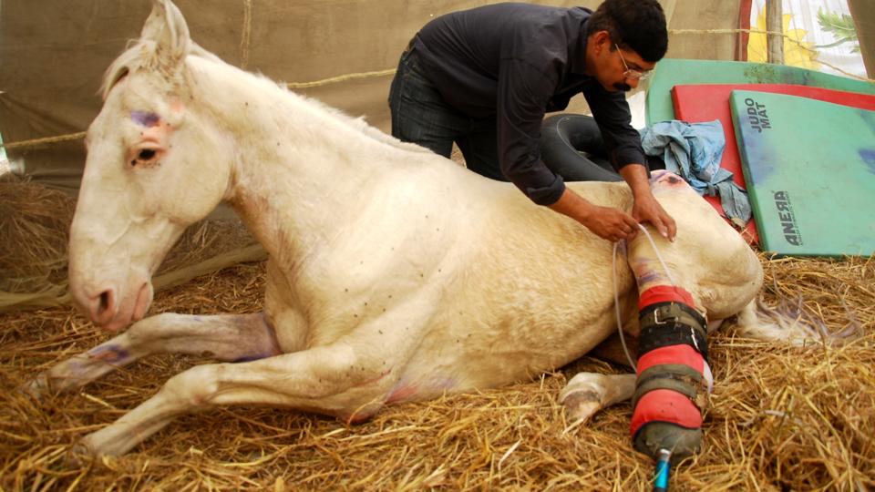 A doctor treating Uttarakhand police horse Shaktiman at police lines in Dehradun. The 13-year-old horse died weeks later. (HT file photo) A doctor treating Uttarakhand police horse Shaktiman at police lines in Dehradun. The 13-year-old horse died weeks later. (HT file photo)