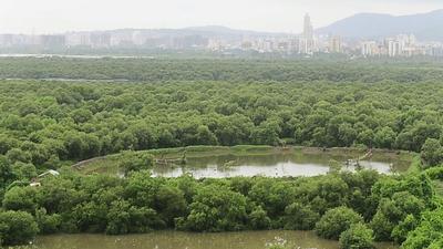 The study will quantify the impact of the Nisarga and Tauktae cyclones on mangrove and non-mangrove areas, the damage caused in Raigad and Ratnagiri. (Hindustan Times) The study will quantify the impact of the Nisarga and Tauktae cyclones on mangrove and non-mangrove areas, the damage caused in Raigad and Ratnagiri. (Hindustan Times)