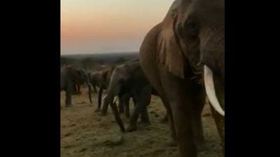 The image shows a herd of elephants. (Twitter/@SheldrickTrust)