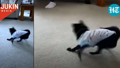 The image is taken from the video involving the dog and laser light. (Jukin Media)