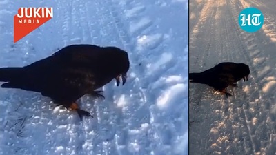 The image shows the pet crow in snow. (Jukin Media)