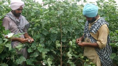 Farmers checking their cotton crop in Bathinda, one of the worst-hit by pink bollworm pest in Punjab. The agriculture department will carry out an assessment of the damage to the crop. (HT photo) Farmers checking their cotton crop in Bathinda, one of the worst-hit by pink bollworm pest in Punjab. The agriculture department will carry out an assessment of the damage to the crop. (HT photo)