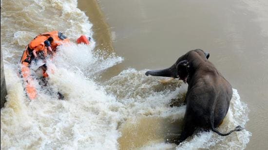 Odisha Disaster Rapid Action Force conducts a rescue operation for a stuck elephant near the Mundali barrage while trying to cross the Mahanadi river, in Cuttack on Friday. A journalist with OTV died as the rescue boat capsized. (ANI) Odisha Disaster Rapid Action Force conducts a rescue operation for a stuck elephant near the Mundali barrage while trying to cross the Mahanadi river, in Cuttack on Friday. A journalist with OTV died as the rescue boat capsized. (ANI)