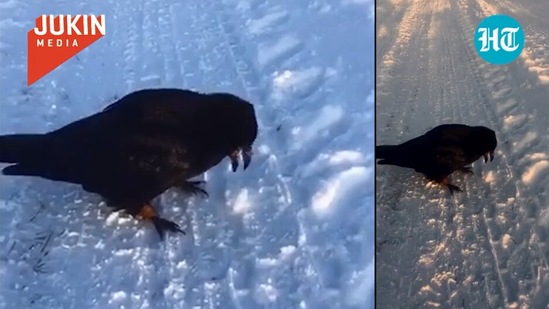 The image shows the pet crow in snow.(Jukin Media)