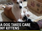 MAMA DOG TAKES CARE OF TINY KITTENS