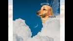 For most of us, the constant online updates of proud pet people are a portal to another world (Parth Garg) For most of us, the constant online updates of proud pet people are a portal to another world (Parth Garg)
