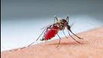 There are around 1,207 suspected dengue cases in Ludhiana district. (Representative Image/HT File) There are around 1,207 suspected dengue cases in Ludhiana district. (Representative Image/HT File)