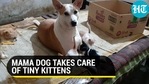 MAMA DOG TAKES CARE OF TINY KITTENS MAMA DOG TAKES CARE OF TINY KITTENS