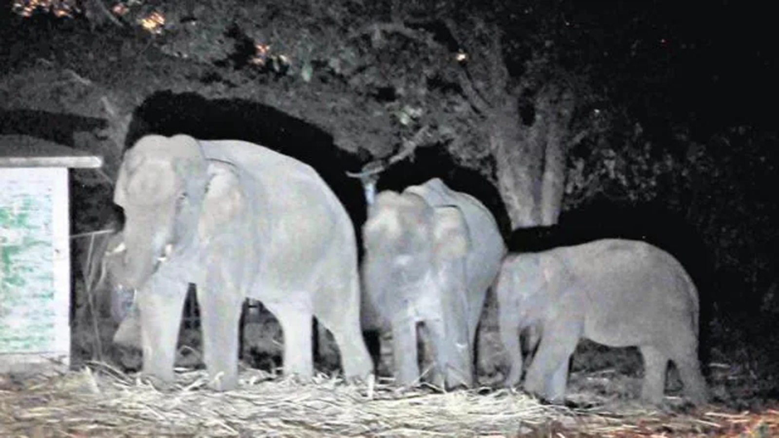 Two elephant calves die of Herpes in Chhattisgarh Hindustan Times