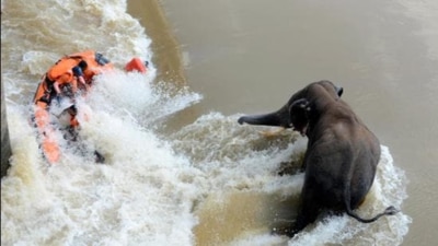 Odisha Disaster Rapid Action Force conducts a rescue operation for a stuck elephant near the Mundali barrage while trying to cross the Mahanadi river, in Cuttack on Friday. A journalist with OTV died as the rescue boat capsized. (ANI)