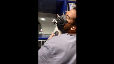 The image shows the cat snuggling with its ‘adopted’ human. (Instagram/@perrys_place_la)
