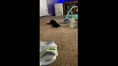 The image shows a crawling cat. (Instagram/@lucky_theblackcat_1)