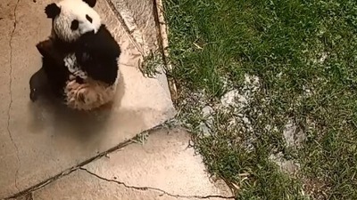 The image shows Giant panda cub Xiao Qi Ji. (Instagram/@smithsonianzoo)