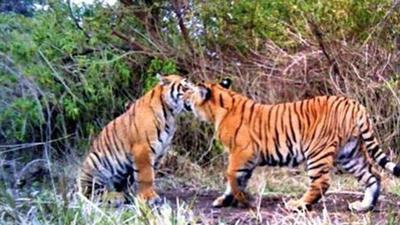 Maximum of the poached tigers were from Maharashtra’s Chandrapur district, home to the famous Tadoba tiger sanctuary (HT File Photo) Maximum of the poached tigers were from Maharashtra’s Chandrapur district, home to the famous Tadoba tiger sanctuary (HT File Photo)