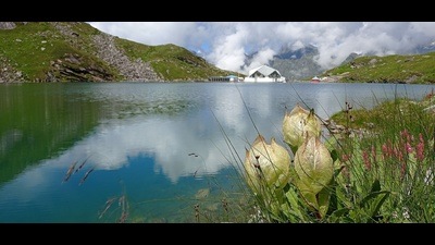 A trio of Brahma Kamals, known as the Noor of the Himalayas, bloom on the lake’s edge with the white Hemkund shrine in the backdrop. (PHOTO: BHAVESH VISANI) A trio of Brahma Kamals, known as the Noor of the Himalayas, bloom on the lake’s edge with the white Hemkund shrine in the backdrop. (PHOTO: BHAVESH VISANI)