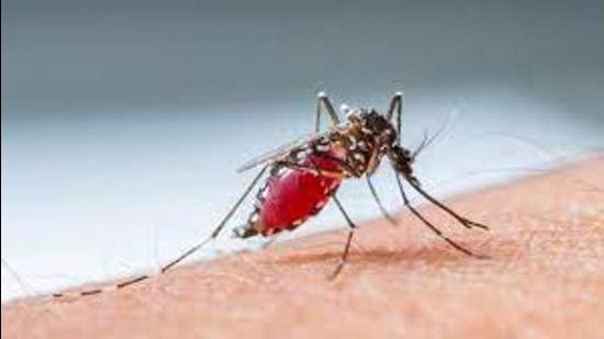 There are around 1,207 suspected dengue cases in Ludhiana district. (Representative Image/HT File)
