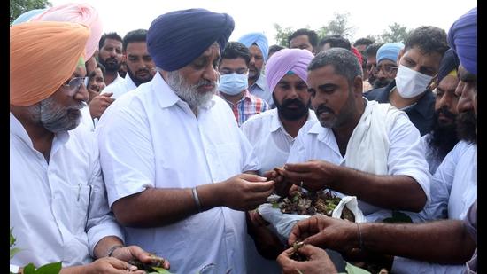 Shiromani Akali Dal chief Sukhbir Singh Badal taking stock of the damaged cotton crop at Sekhu village in Bathinda on Saturday. (Sanjeev Kumar/HT)