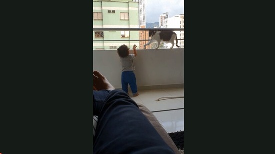 The video shows the cat protecting the kid.(Jukin Media)