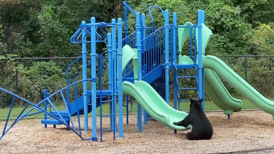 The image taken from the viral video shows the mama bear waiting for her cub to slide. (Facebook/Betsie Stockslager Emry)