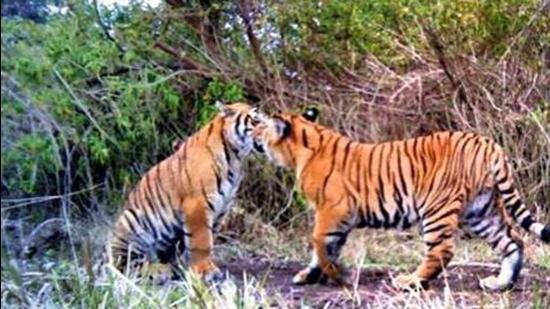 Maximum of the poached tigers were from Maharashtra’s Chandrapur district, home to the famous Tadoba tiger sanctuary (HT File Photo)