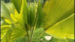 Uttarakhand Forest department’s research wing on Sunday dedicated state’s first Palmetum to the people of the state. (HT PHOTO.)