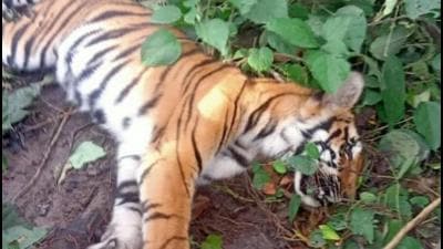 The tigress which was found dead in the Dudhwa Tiger Reserve area. (HT Photo)