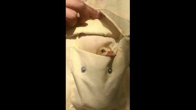 The image is taken from the cute video of the duck. (Instagram/@motherthemountain)
