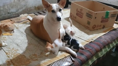 The image shows the mama dog taking care of the kittens. (Jukin Media)