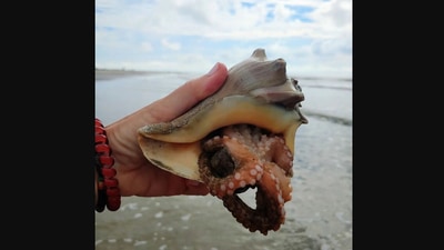 The image shows an octopus inside a shell. (Instagram/@mcgeebythesea)