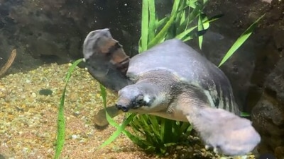 The image shows a turtle named Freddie. (Instagram/@bronxzoo)