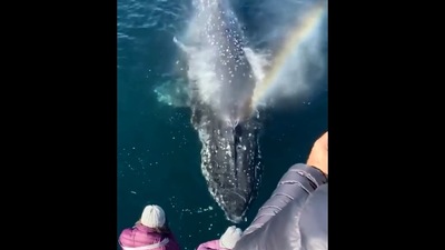 The image shows people encountering the whale. (Instagram/@catbaloucruises )