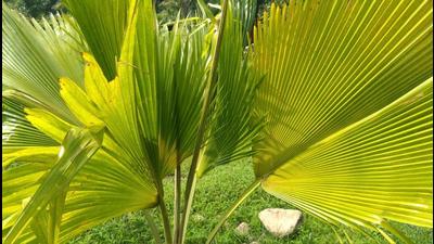 Uttarakhand Forest department’s research wing on Sunday dedicated state’s first Palmetum to the people of the state. (HT PHOTO.) Uttarakhand Forest department’s research wing on Sunday dedicated state’s first Palmetum to the people of the state. (HT PHOTO.)