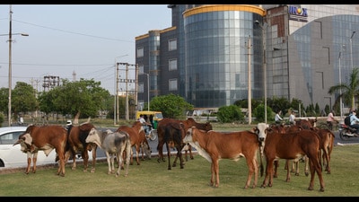 Mohali Deputy mayor Kuljit Singh Bedi said that this step is being taken by the MC as the mayor had promised a stray cattle free city. (HT file)