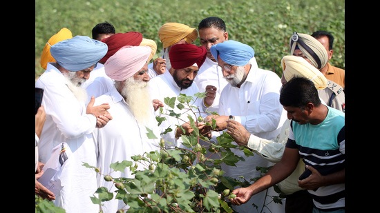 Punjab chief minister Charanjit Singh Channi and his deputy Sukhjinder Singh Randhawa taking stock of the damaged cotton crop at Katar Singh Wala village in Bathinda on Sunday. (Sanjeev Kumar/ht)