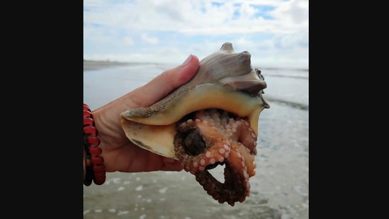 The image shows an octopus inside a shell.(Instagram/@mcgeebythesea)