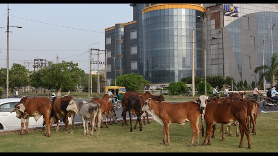 Mohali Deputy mayor Kuljit Singh Bedi said that this step is being taken by the MC as the mayor had promised a stray cattle free city. (HT file)