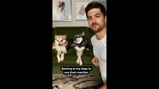 can dogs understand human barking
