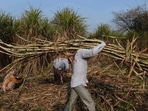 There are 119 sugar factories in Uttar Pradesh. At least half of them are state-run mills.(AFP/File Photo) There are 119 sugar factories in Uttar Pradesh. At least half of them are state-run mills.(AFP/File Photo)