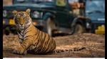 The tiger was hiding in the forests near north Nighasan range of Dudhwa buffer zone and pounced upon the victim who was grazing his cattle. (File pic) The tiger was hiding in the forests near north Nighasan range of Dudhwa buffer zone and pounced upon the victim who was grazing his cattle. (File pic)