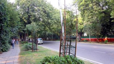 Most saplings have been planted in the Karawal Nagar-Bhajanpura road stretch. (Pic for representation only/HT Archive) Most saplings have been planted in the Karawal Nagar-Bhajanpura road stretch. (Pic for representation only/HT Archive)