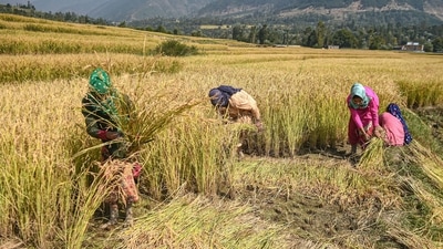 Business of farming: HT’s analysis of SAS data shows that one in three farmers in India is unhappy with the prices received on selling the crop. (PTI) Business of farming: HT’s analysis of SAS data shows that one in three farmers in India is unhappy with the prices received on selling the crop. (PTI)