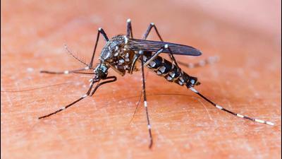 Chikungunya is caused by the chikungunya virus (CHIKV). In addition to excruciating joint pain, fever and rashes, the infection also causes joint swelling, headache, nausea and fatigue. Its pain-related symptoms are similar to rheumatoid arthritis. (HT FILE) Chikungunya is caused by the chikungunya virus (CHIKV). In addition to excruciating joint pain, fever and rashes, the infection also causes joint swelling, headache, nausea and fatigue. Its pain-related symptoms are similar to rheumatoid arthritis. (HT FILE)