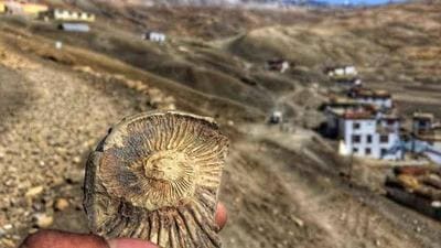 Marine fossils are found in the hills near Lalung, Mud, Komic, Hikkim and Langza villages of Spiti Valley of Himachal and sold at rates as cheap as  ₹50 to  ₹5,000. (HT PHOTO)