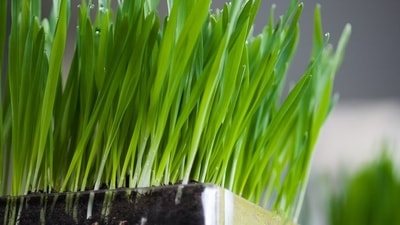 4. Wheat grass: It provides an excellent source of beta-carotene, vitamin K, folic acid, calcium, iron, protein, and fiber, vitamin C, many of the B vitamins, and contains a variety of blood-building factors. 1 tsp (3-5 gm) of wheat grass daily first thing in the morning could improve your hemoglobin and protect your immune system. (Unsplash)