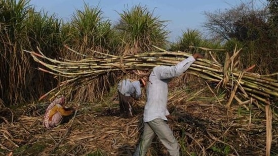 There are 119 sugar factories in Uttar Pradesh. At least half of them are state-run mills.(AFP/File Photo)