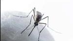 The cases of dengue, a mosquito-borne viral disease, started spiralling in September after spells of rain in Chandigarh. (Image for representational purpose) The cases of dengue, a mosquito-borne viral disease, started spiralling in September after spells of rain in Chandigarh. (Image for representational purpose)