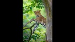 Earlier an 8-year old girl was killed by a leopard in Bajeti village of Pithoragarh on September 19. ((Aravind Karthik)